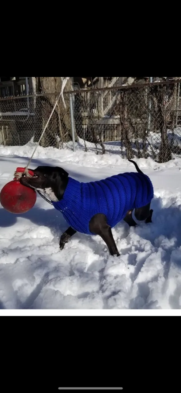 Hand Knit Dog Sweaters