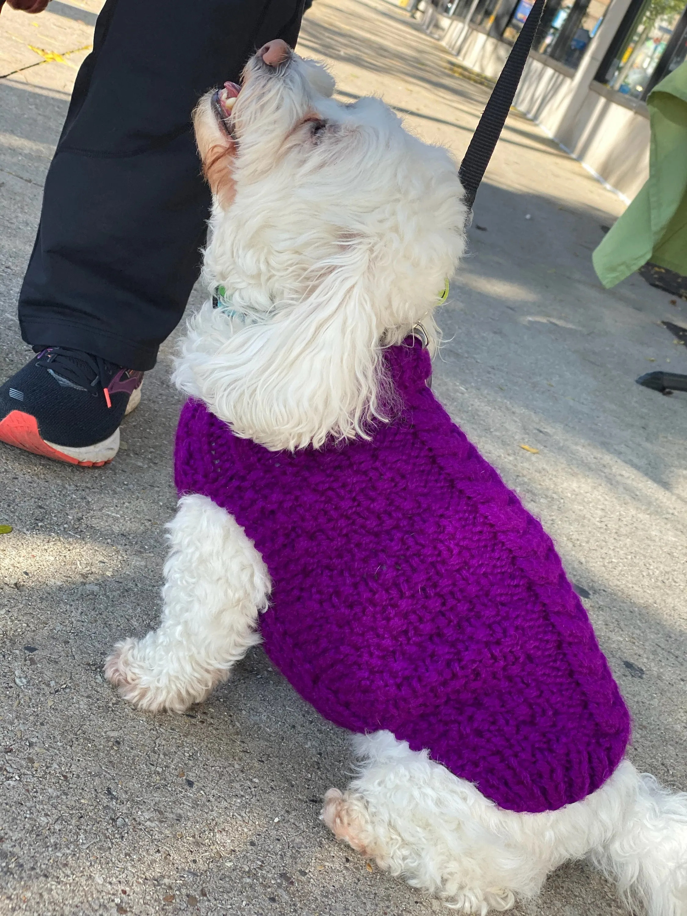 Hand Knit Dog Sweaters